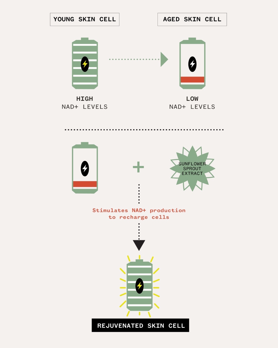 NAD+ cell energy infographic